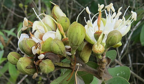 Hymenaea martiana, photograph 5