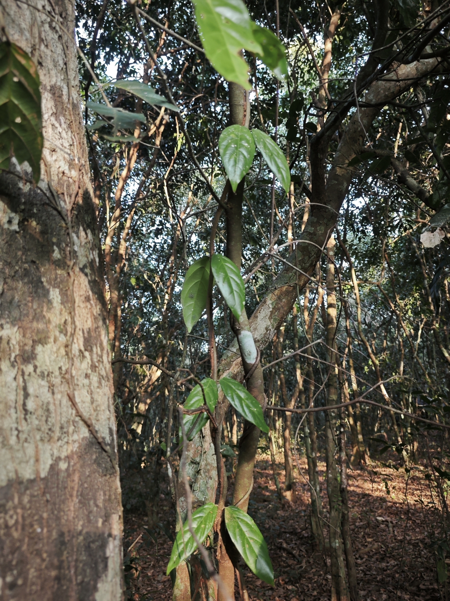 Imagem de Madagascar