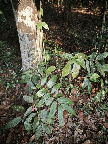 Foto de Madagascar