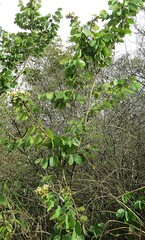 Hymenaea martiana, photograph (c) Gustavo Sandres, some rights reserved (CC BY-SA)