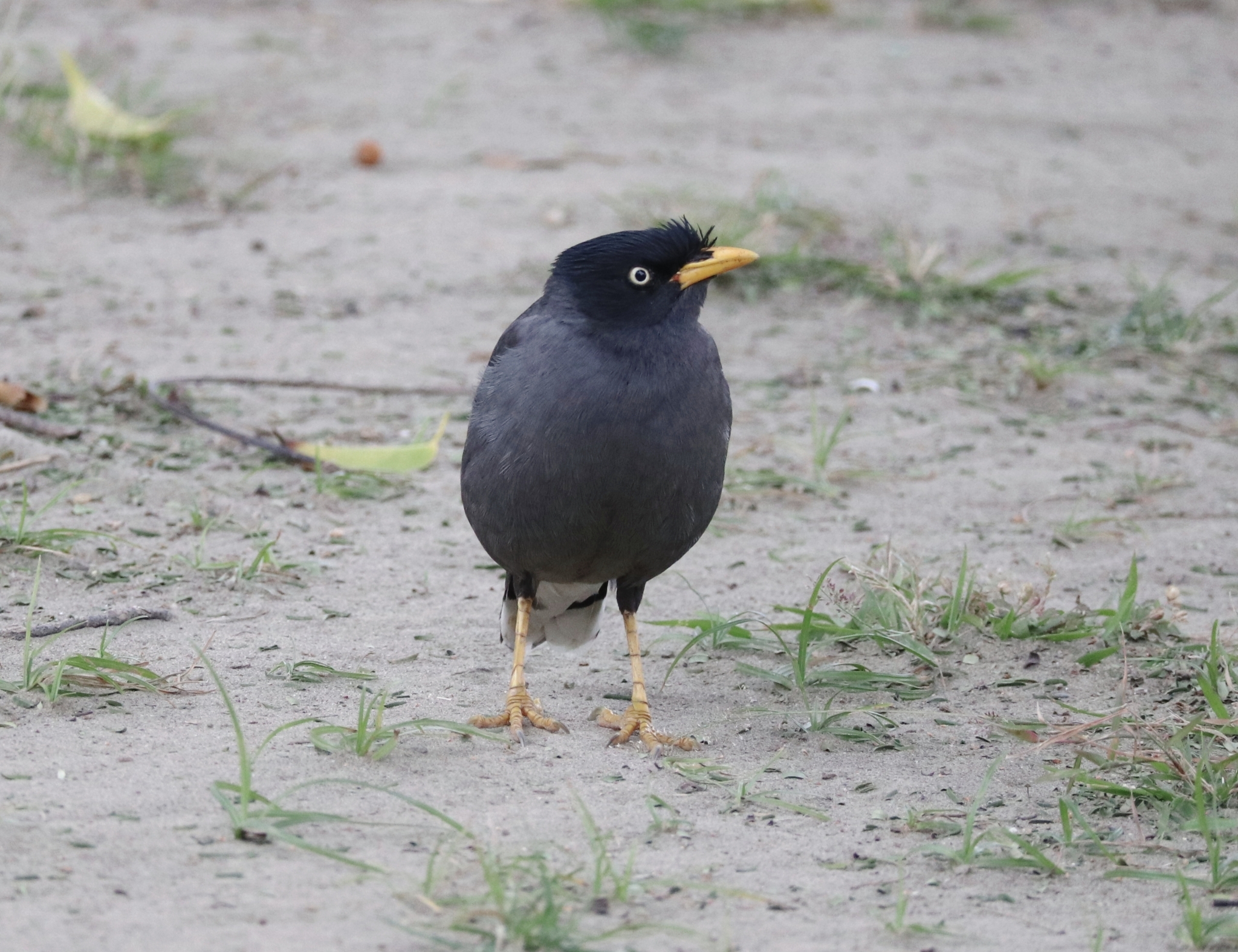 Javan Myna