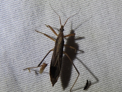 Pygolampis pectoralis