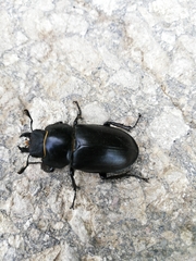 Lucanus cervus turcicus