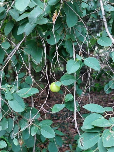 Foto de Mutondoro