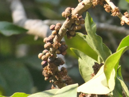 Myrsine capitellata, photograph 1