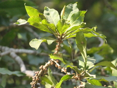 Myrsine capitellata