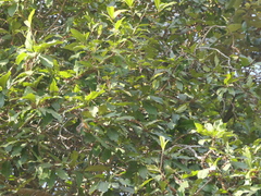 Myrsine capitellata, photograph Sagnik Dutta Roy, CC BY, iNaturalist via GBIF