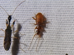 Zuphioides longicolle