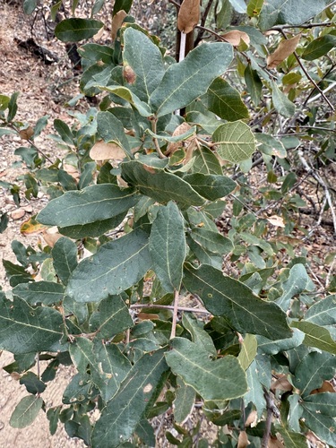 Image of Quercus arizonica by (c) Sue Carnahan, some rights reserved (CC BY)