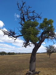 Stryphnodendron adstringens