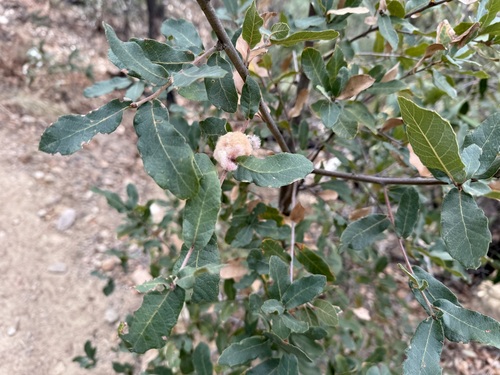 Image of Quercus arizonica by (c) Sue Carnahan, some rights reserved (CC BY)