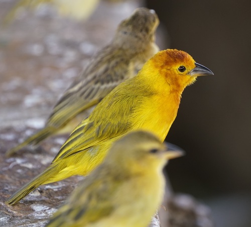 Taveta Weaver
