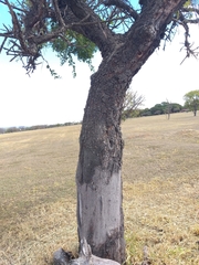Stryphnodendron adstringens