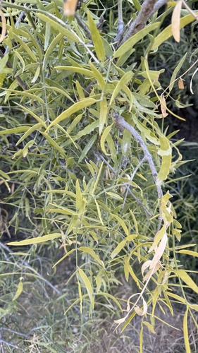 Foto de Miswak