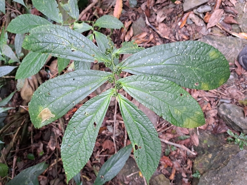 Image of Elatostema platyphyllum by (c) vrxz, some rights reserved (CC BY-SA)