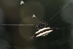 Gasteracantha geminata