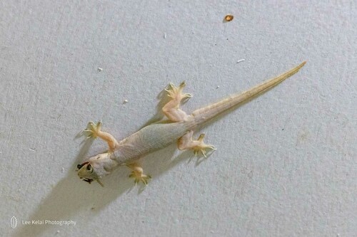 Hemidactylus platyurus