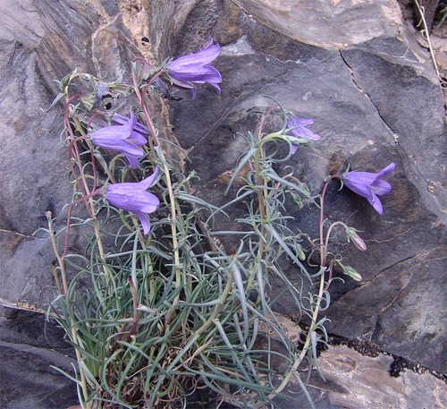 Campanula hypopolia