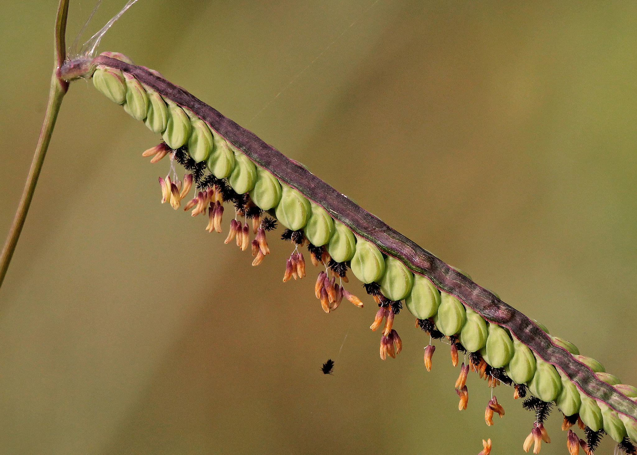 Paspalum praecox