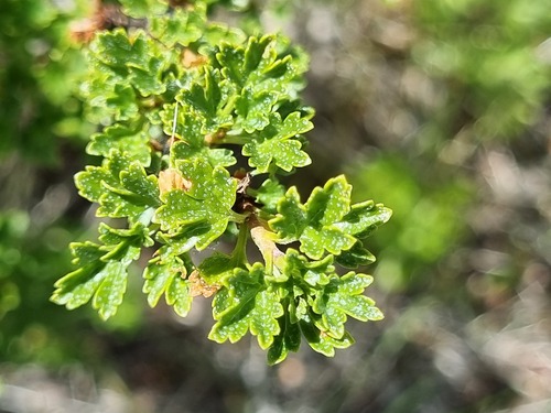 Ribes cucullatum (Ribes cucullatum)