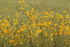 Helianthus agrestis