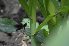 Polistes erythrocephalus