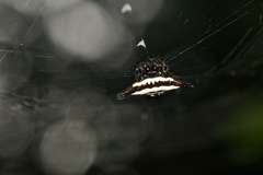 Gasteracantha geminata