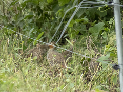Ortygornis gularis