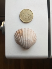 Acanthocardia aculeata