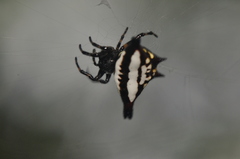 Gasteracantha geminata