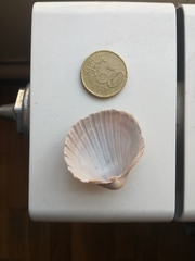 Acanthocardia aculeata