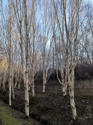 Foto de Bétula