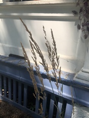 Calamagrostis × acutiflora