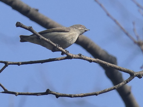 Thick-billed Flowerpecker (Pachyglossa agilis), photo 2