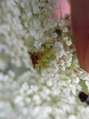 Phymata americana americana