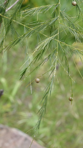 Asparagus plocamoides, photograph 5