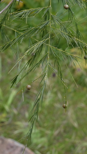 Asparagus plocamoides, photograph 4
