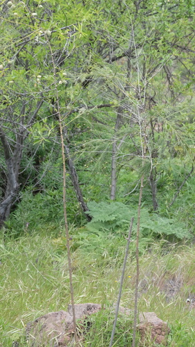 Asparagus plocamoides, photograph 6