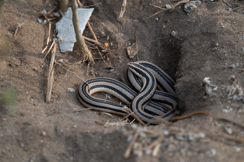 Striped Road Guarder