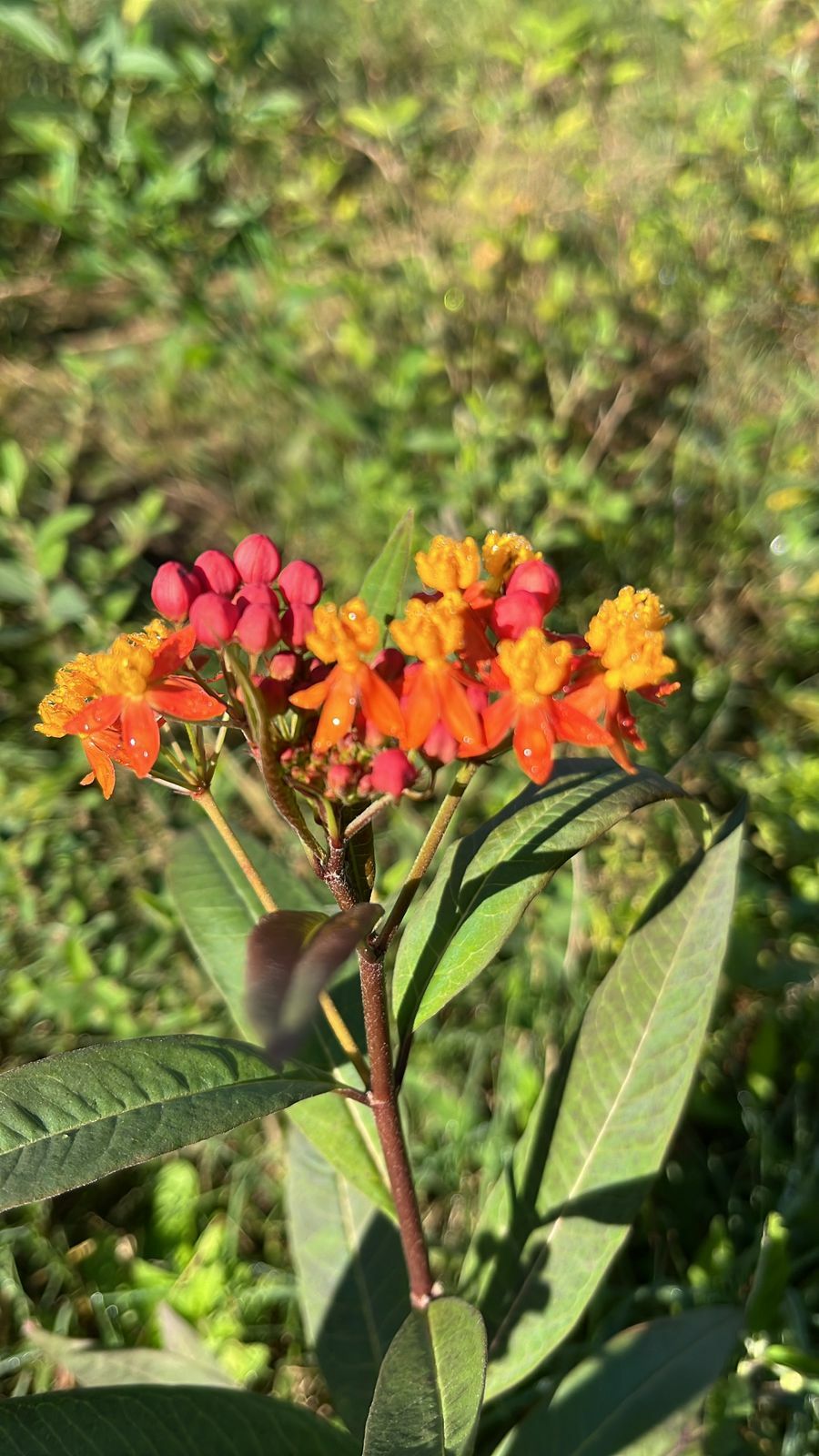 Asclepias curassavica