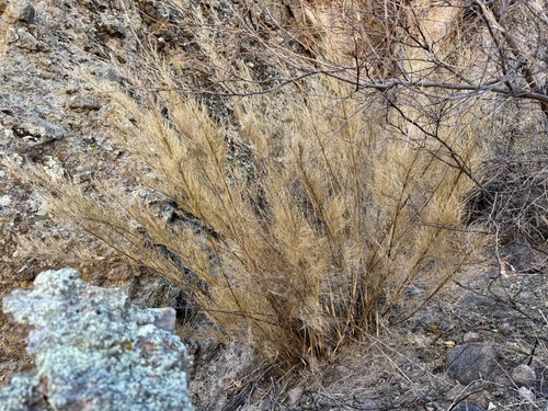 Image of Muhlenbergia dumosa by (c) Sue Carnahan, some rights reserved (CC BY)