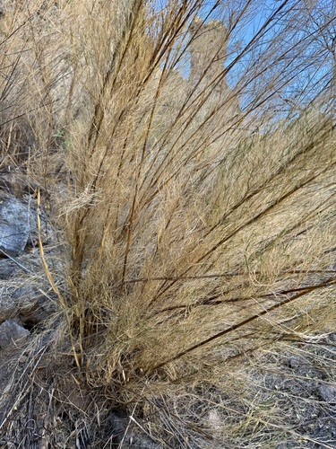 Image of Muhlenbergia dumosa by (c) Sue Carnahan, some rights reserved (CC BY)