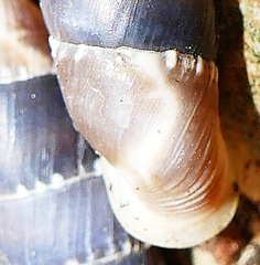 Leucostigma candidescens