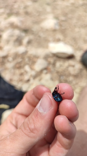 Chrysolina femoralis