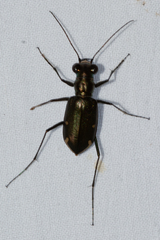 Eunota severa