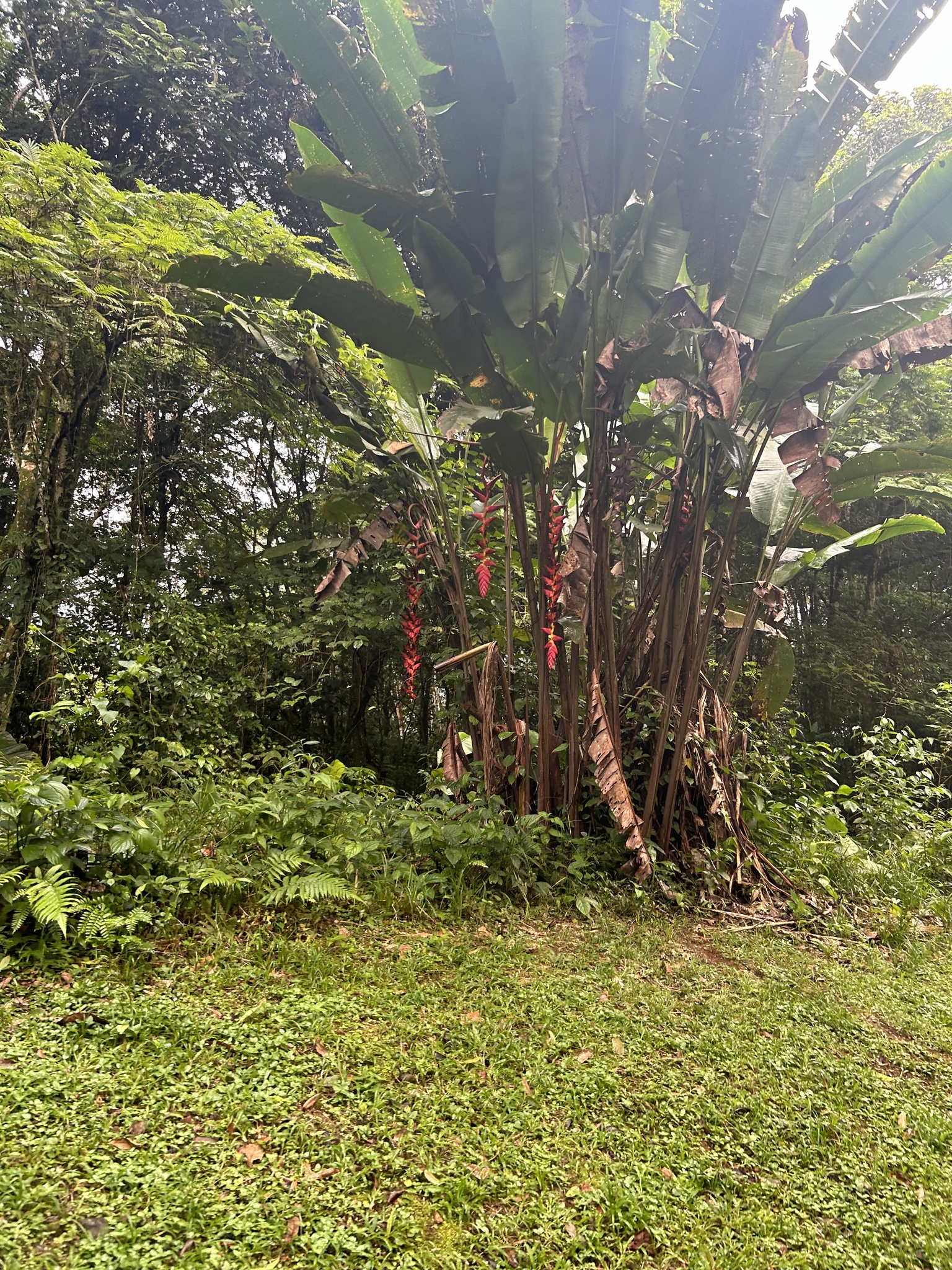 Imagem de Bananeira-do-brejo