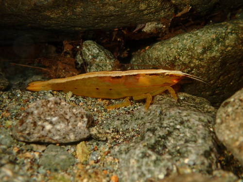 Atyopsis spinipes in life