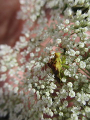 Phymata americana americana