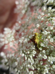 Phymata americana americana