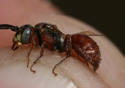 Nomada adducta